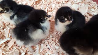 Australorp Chicks 10 days old