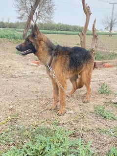 german shepherd female for sale exchange possible with rottweiler