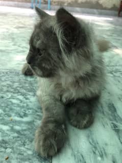 Persian Cat Baby For Sale
