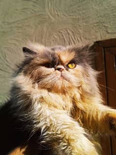 peke breeder female cat