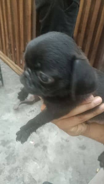 pups for sale 4