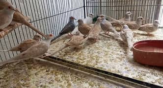 Red Doves Breeder pairs 0