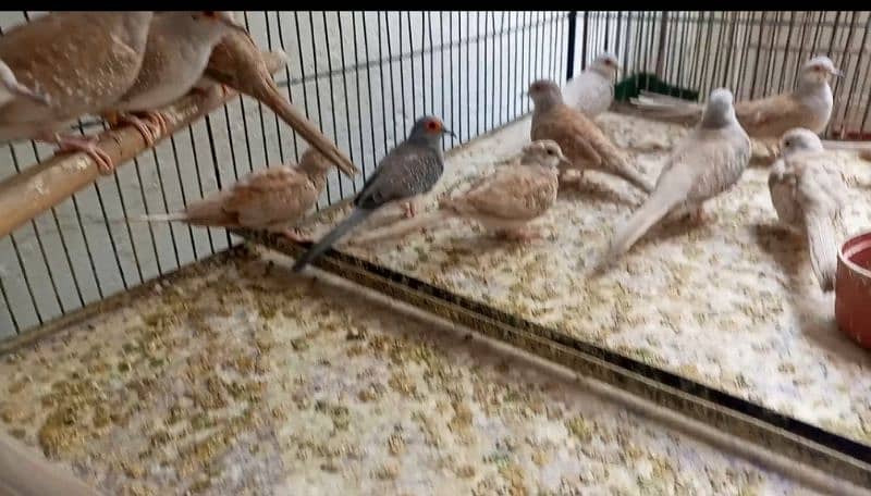 Red Doves Breeder pairs 1