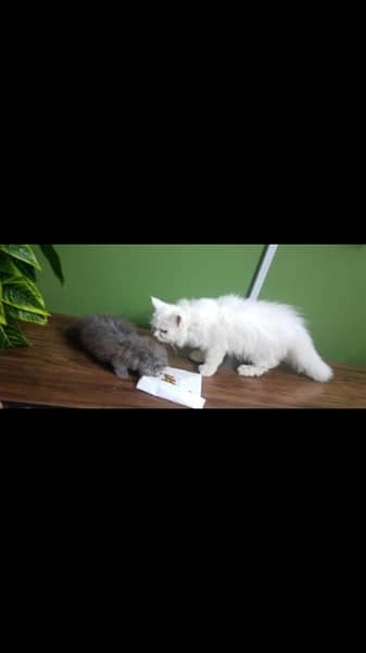pure breed triple coated kittens 1
