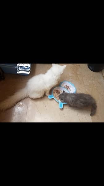 pure breed triple coated kittens 3
