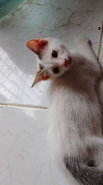 cute male kitten 0