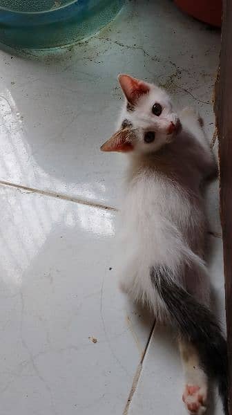 cute male kitten 1