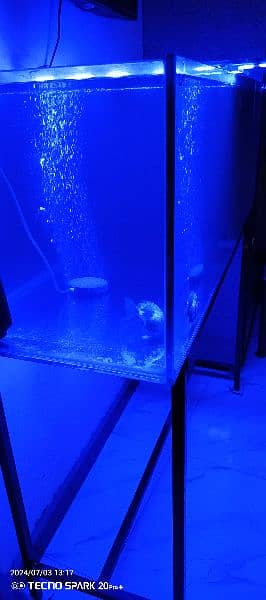 1 fish 1 big aquarium + pump filter+ light+ aquarium stand +feed 8