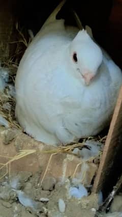 8 sentient pigeon for sale full breeder interested came 0