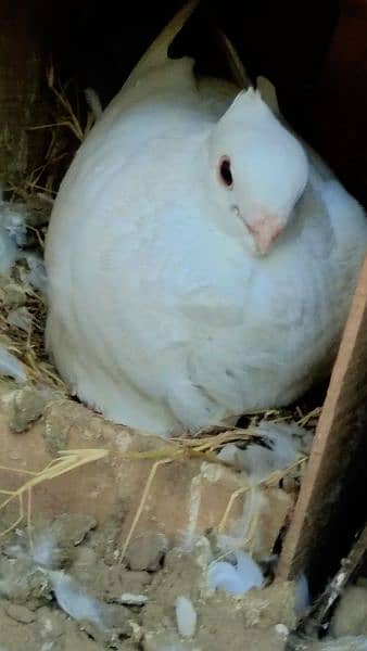 8 sentient pigeon for sale full breeder interested came 0