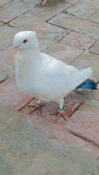 8 sentient pigeon for sale full breeder interested came 1