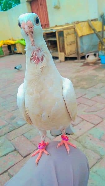 8 sentient pigeon for sale full breeder interested came 3