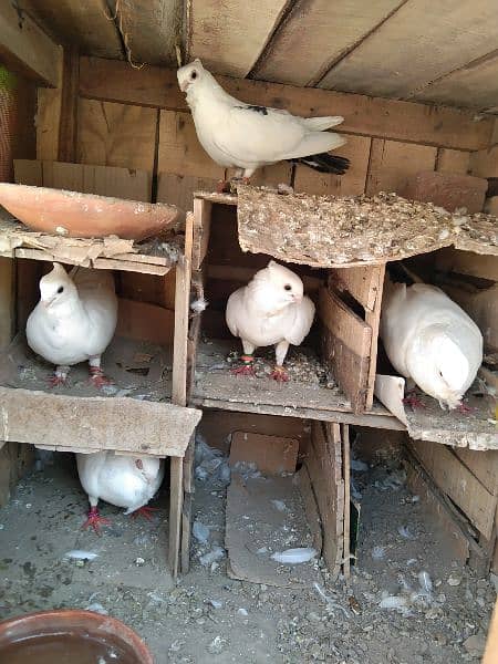 8 sentient pigeon for sale full breeder interested came 5