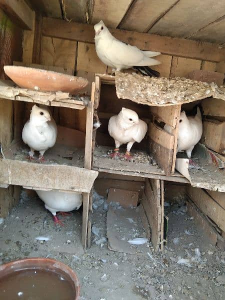 8 sentient pigeon for sale full breeder interested came 6