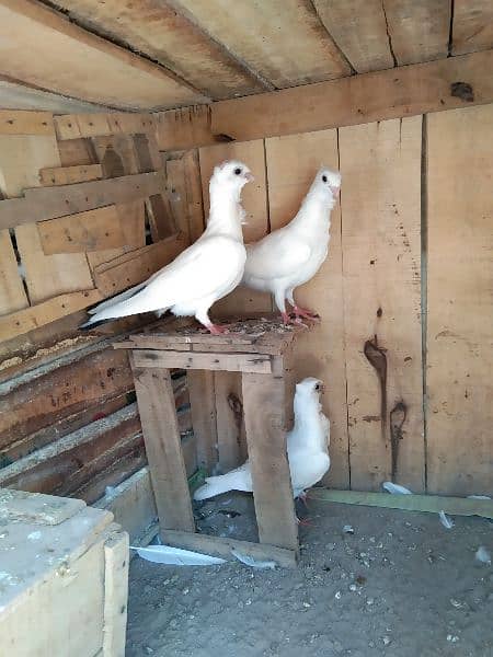 8 sentient pigeon for sale full breeder interested came 7