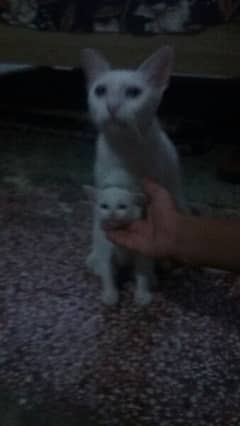 persian cat with 2 babies