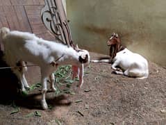 Goats pair