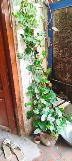 Four Gamla (Double Shade Money plants )