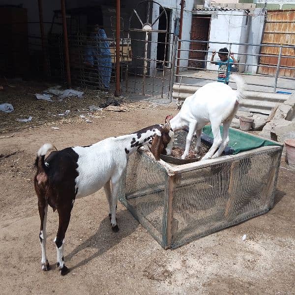 goats with babies 1