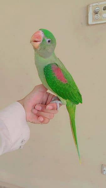 raw parrot 2