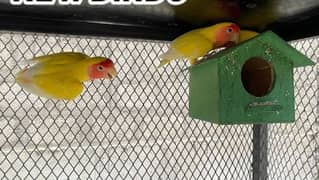 Parrots 0