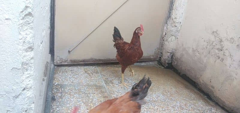 golden mishri male hens 2