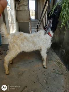 Bakra for sale full active and healthy