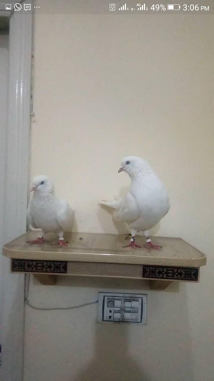 High Flyer Full White Pair For Sale 2