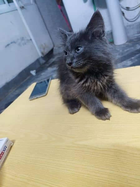 Persian kitten available 75 days age 0