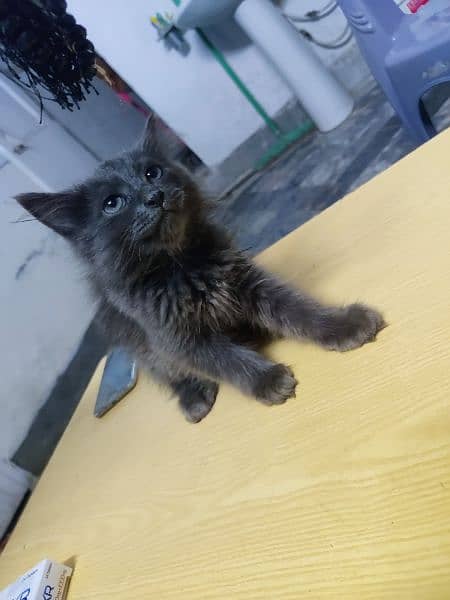Persian kitten available 75 days age 1