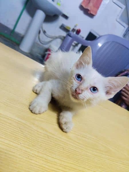 Persian kitten available 75 days age 2