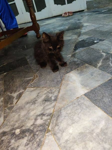Persian kitten available 75 days age 5