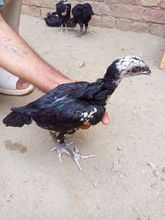 pakoya Thai aseel chicks for sale