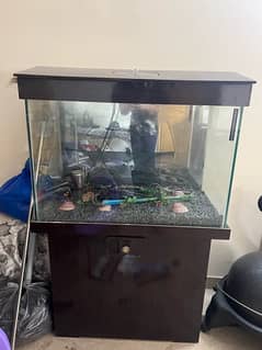 Aquarium with Glass Back - 10/10, 3 ft x 1.5 ft 0