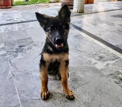 German Shepherd 5 months old