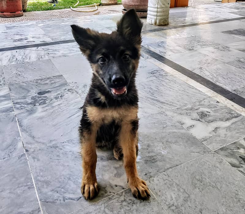 German Shepherd 5 months old 0