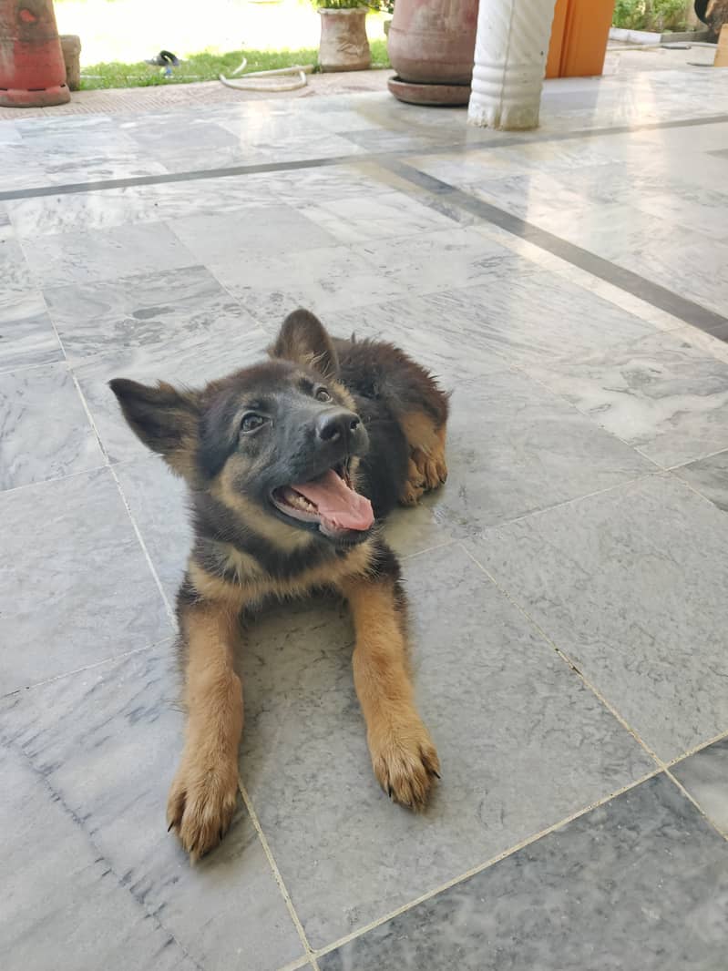 German Shepherd 5 months old 2