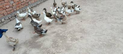 Ducks 0