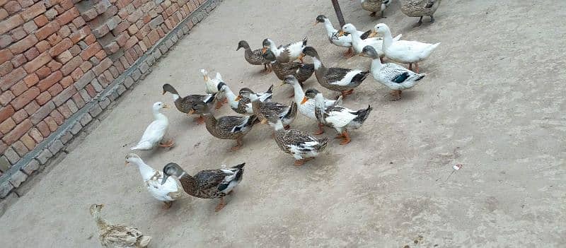 Ducks 3