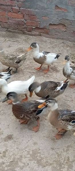 Ducks 4