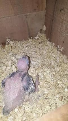 fown siplit red eyes chicks age 15 days.