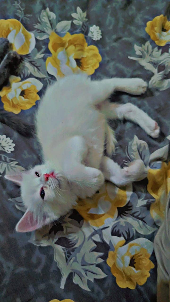 Beautiful Persian kitten 2