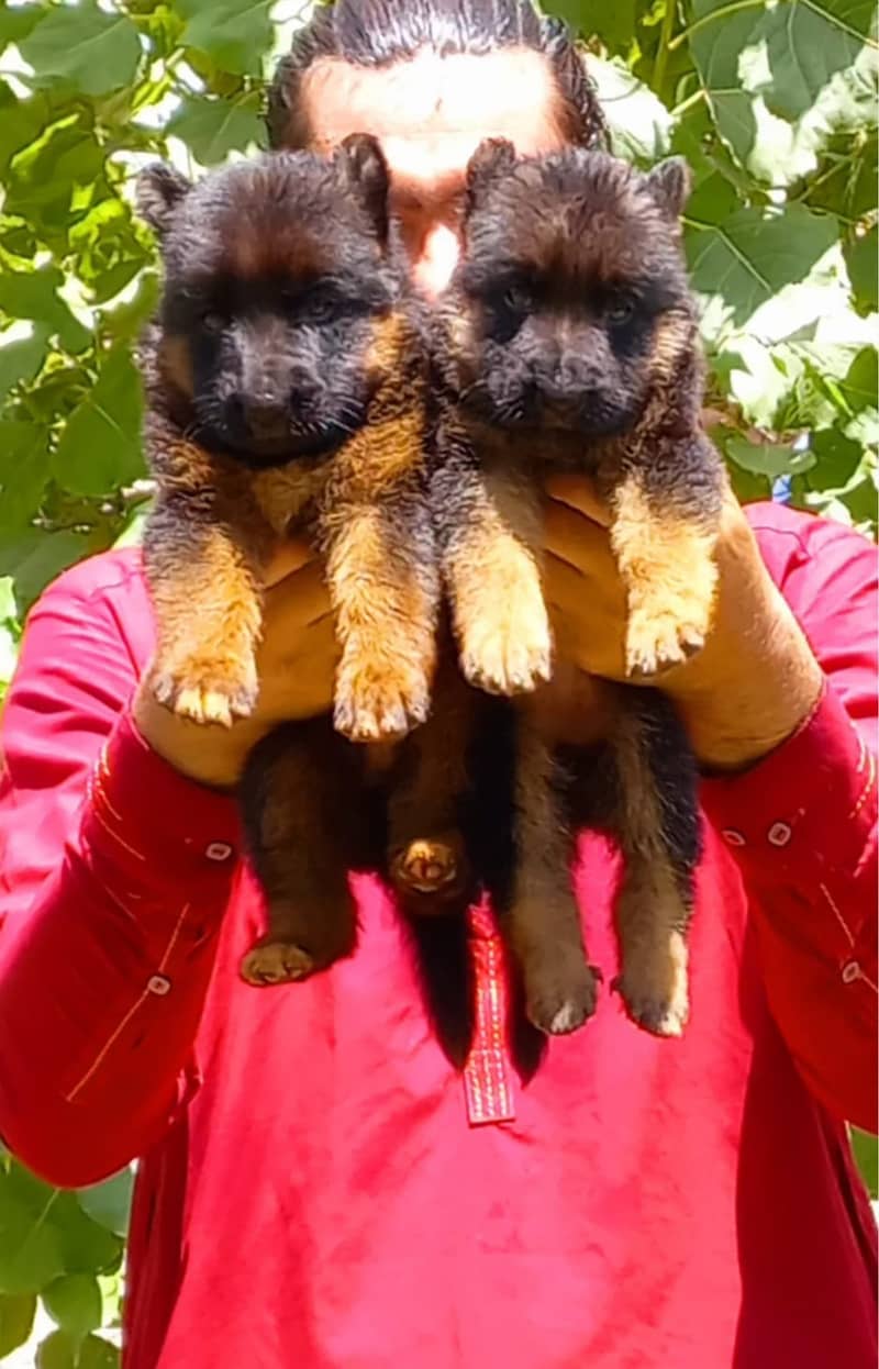 German shepherd long coat puppies 0