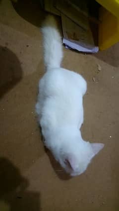 parshion Cat White color