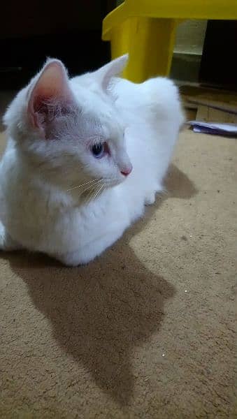 parshion Cat White color 1