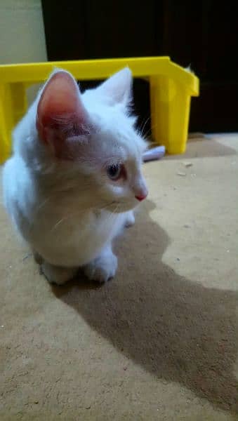 parshion Cat White color 2