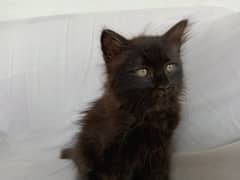 Black Persian kittens