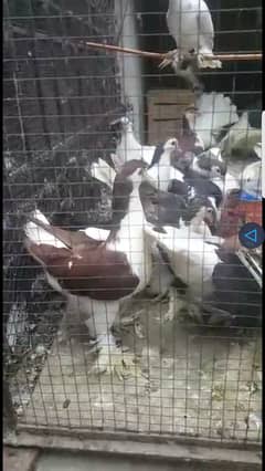 FANCY PIGEONS SET UP 4 SALE (German Lahori Shirazi n American Fantails