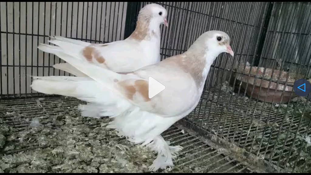 FANCY PIGEONS SET UP 4 SALE (German Lahori Shirazi n American Fantails 4