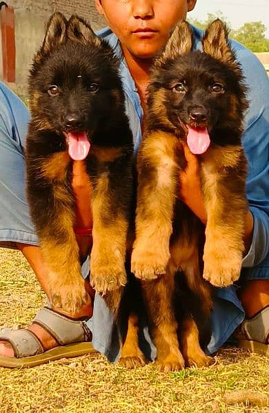 long coat German Shepherd pair have is born teacher 2 month for sale 0